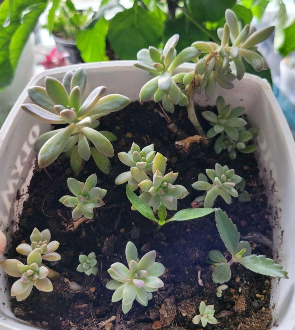 Succulent cuttings for sale - photo 2