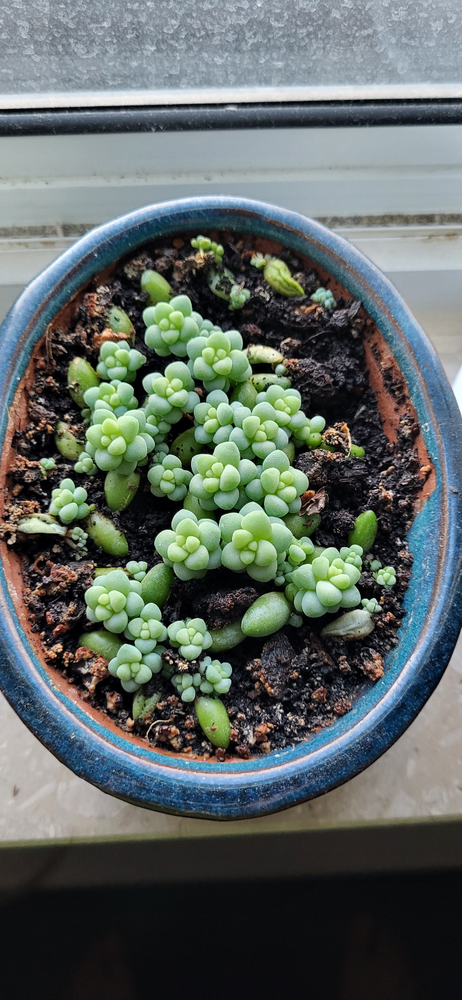 Burro's Tail in Blue Ceramic Pot - photo 2