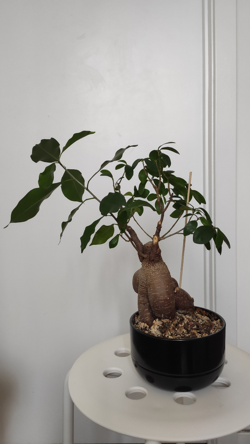 Unique Bonsai-style Plant in Black Pot - photo 2