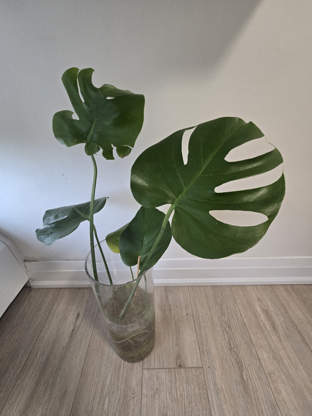 Monstera Deliciosa Cutting in Water