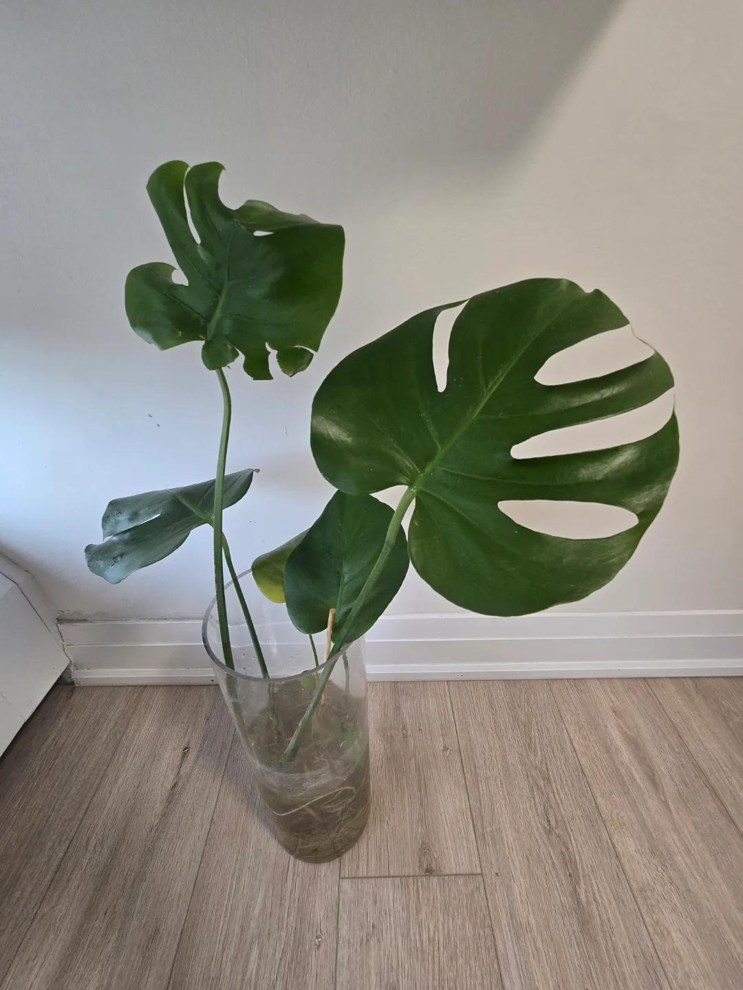 Monstera Deliciosa Cutting in Water thumbnail