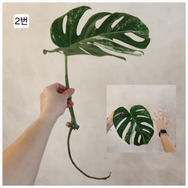 Monstera Albo Cutting – Healthy & Variegated - photo 3