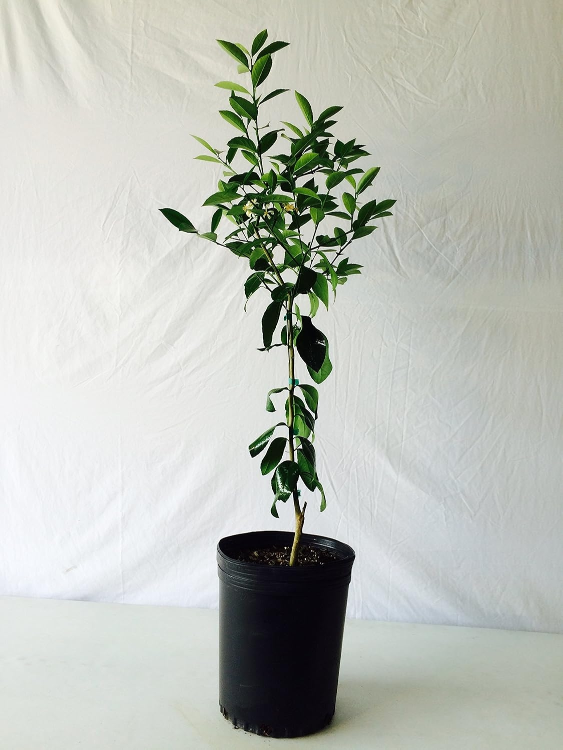 Lemon Tree - Potted Citrus Plant