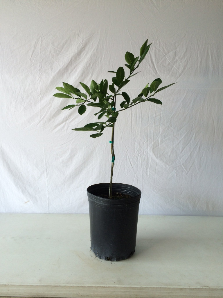 Lemon Tree - Potted Citrus Plant - photo 4