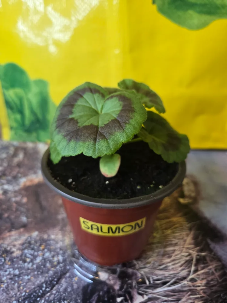 💚 Baby Geranium Plant SALMON thumbnail