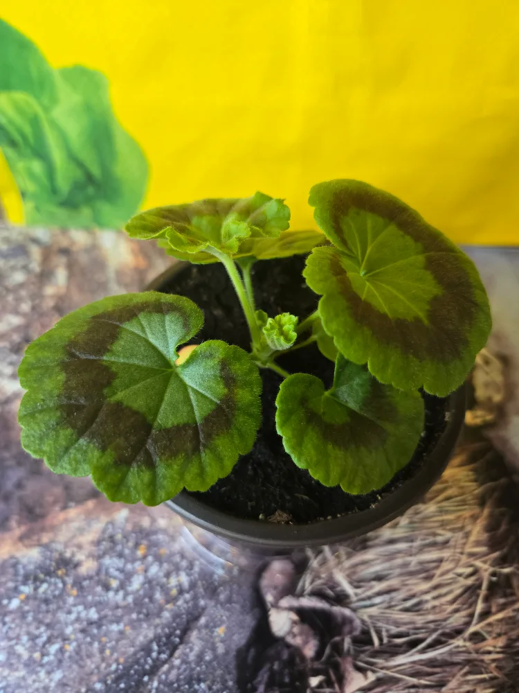 💚 Baby Geranium Plant SALMON image indicator(2)