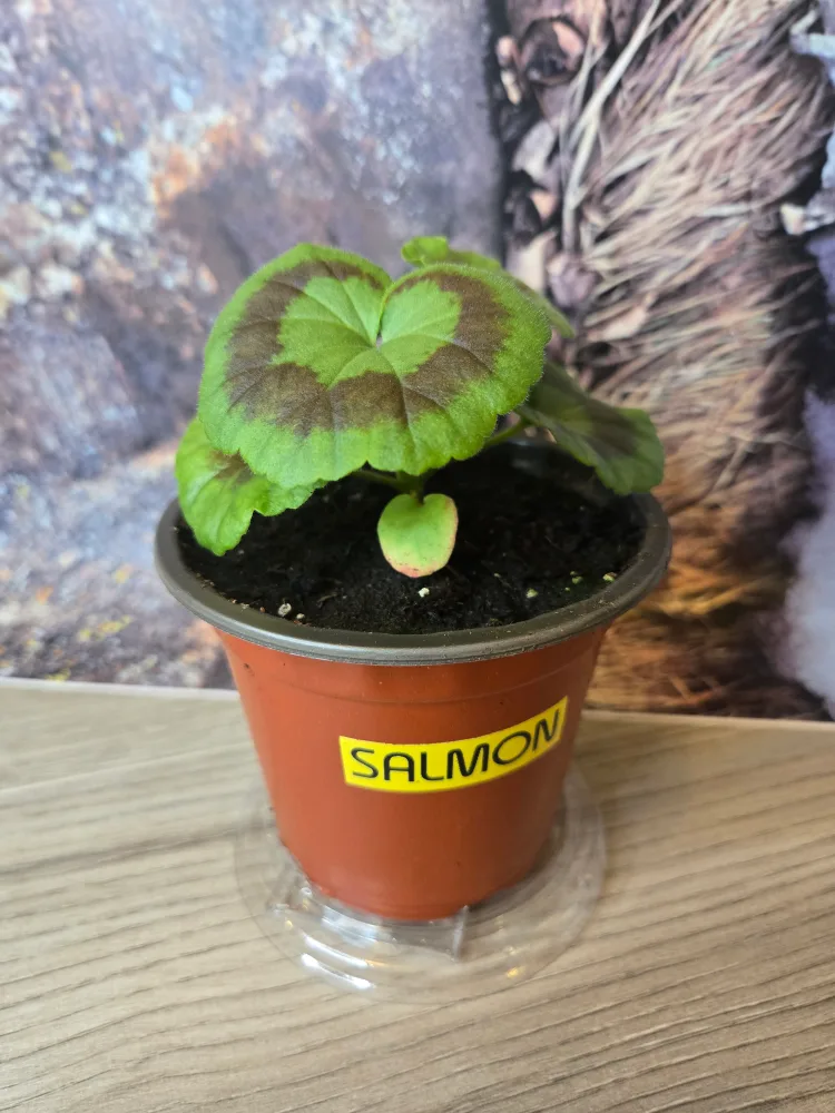 💚 Baby Geranium Plant SALMON image indicator(3)