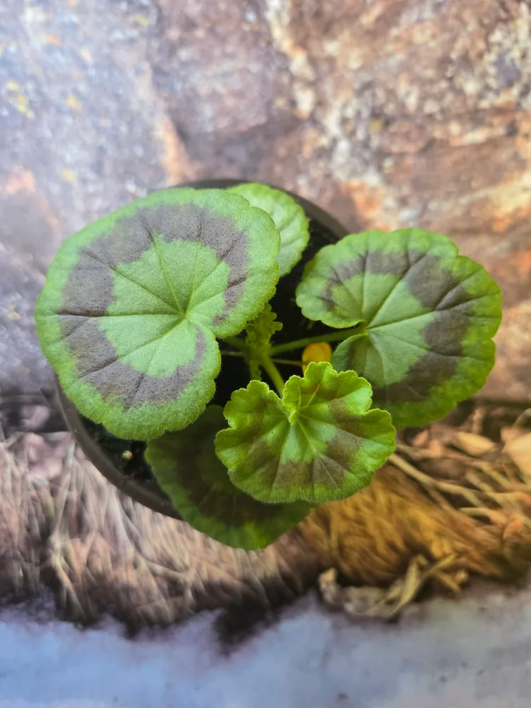 💚 Baby Geranium Plant SALMON image indicator(4)