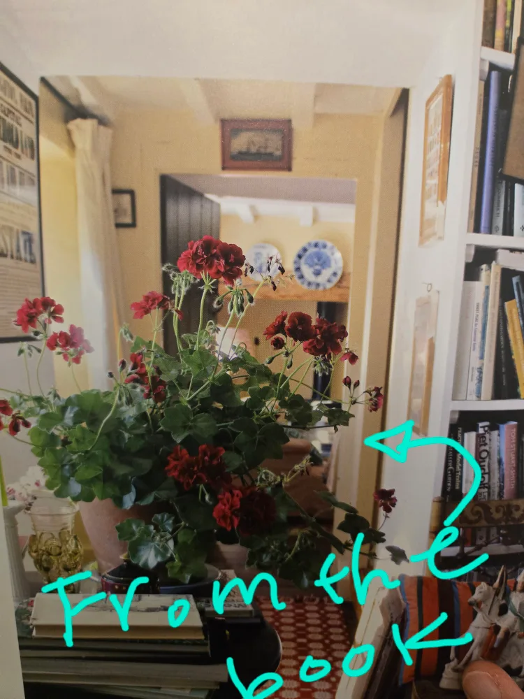 💚 Baby Geranium Plant SALMON image indicator(6)