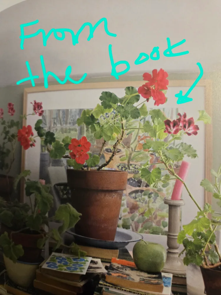 💚 Baby Geranium Plant SALMON image indicator(7)