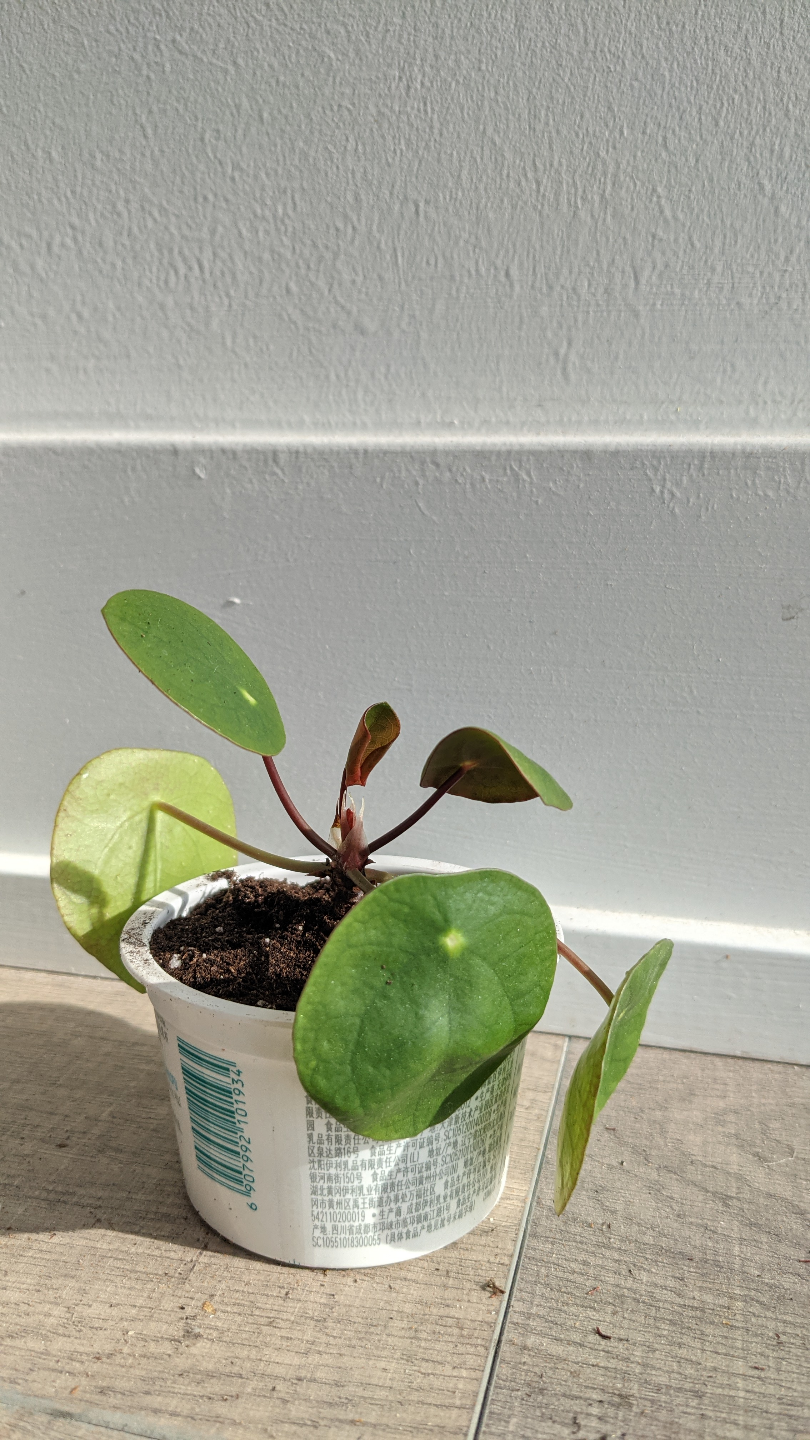 cute and healthy Pilea Plant