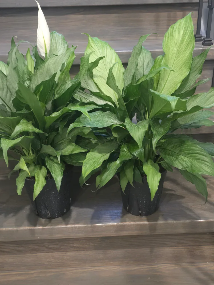 large silver peace lily 7"pot image indicator(5)