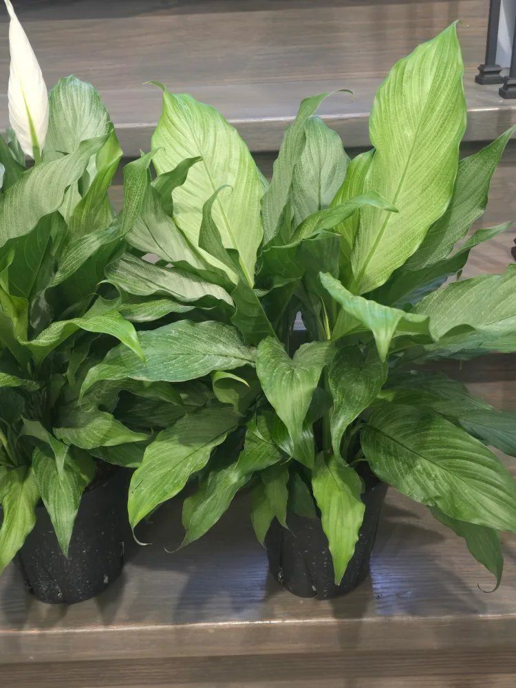 large silver peace lily 7"pot image indicator(3)