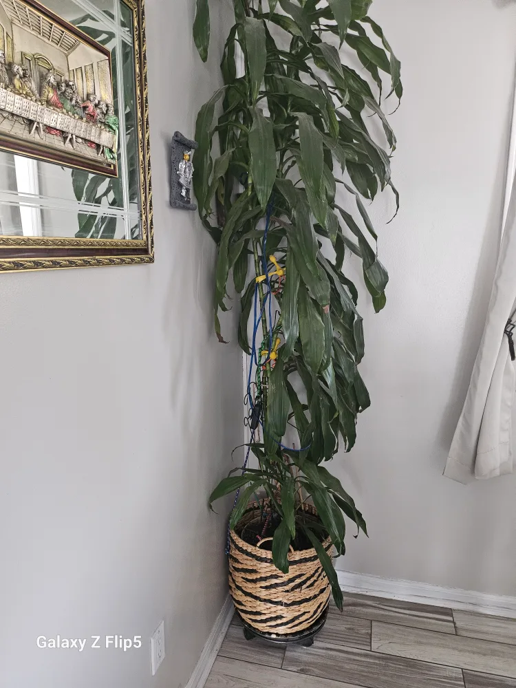💚Large Dracaena Marginata Plant in Woven Basket thumbnail