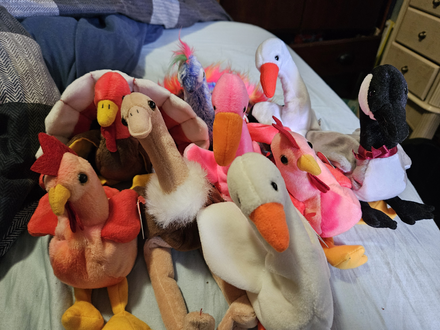 Beanie Baby Birds