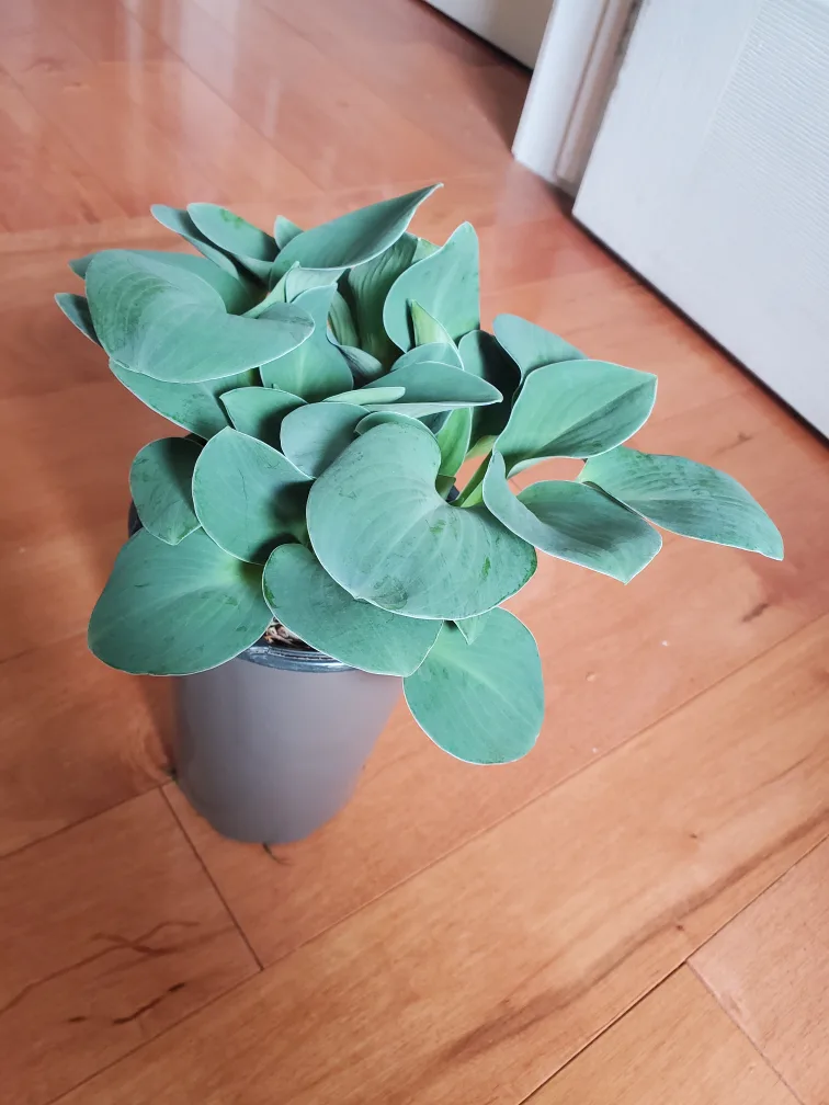 Hosta Plant in Pot thumbnail