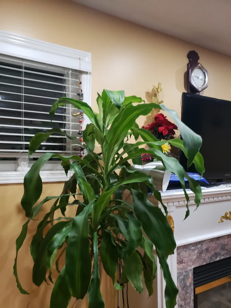 Large Dracaena Marginata Plant image indicator(2)