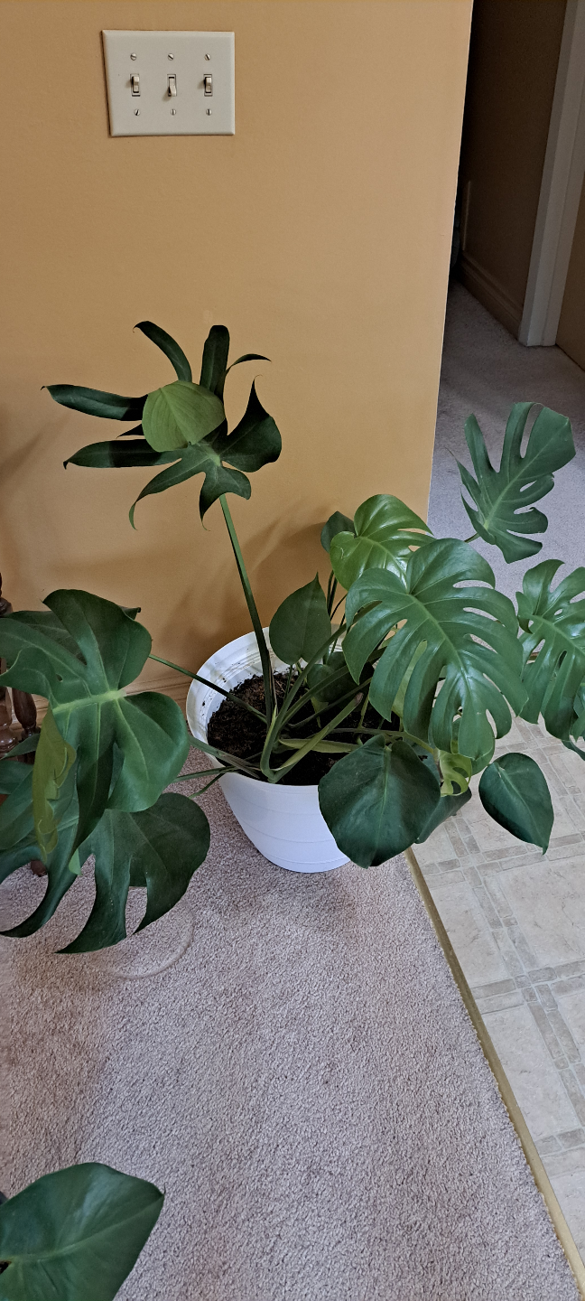 Monstera deliciosa plant in white pot