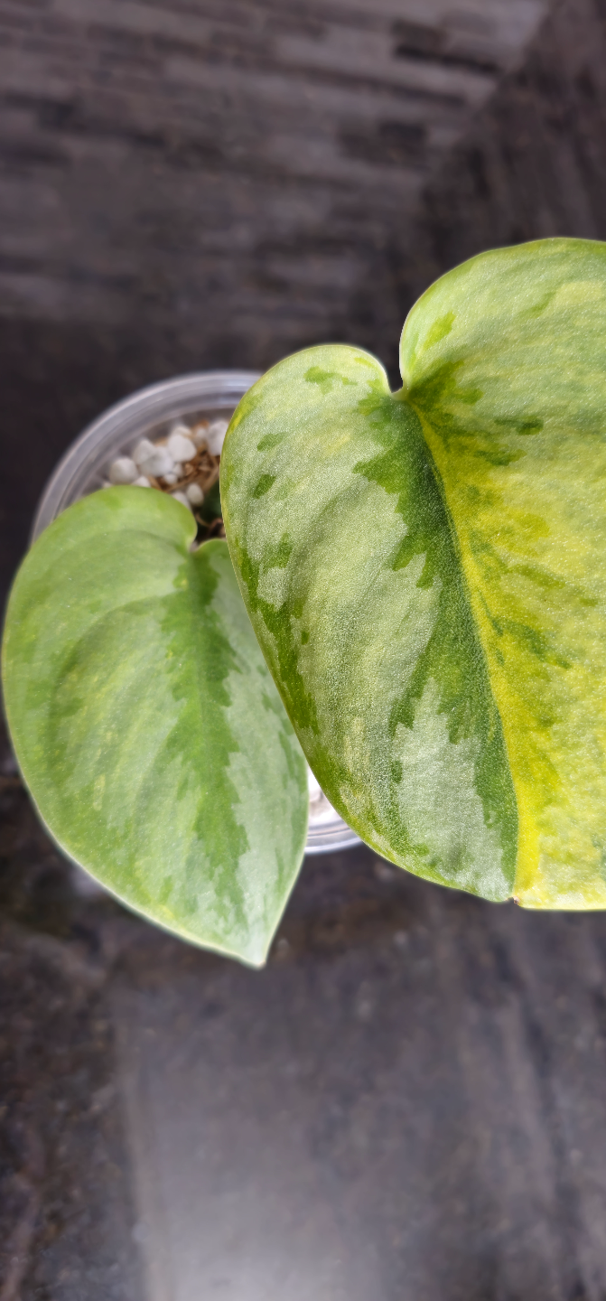 Scindapsus pictus Silver Knight 'Garawa' - photo 4