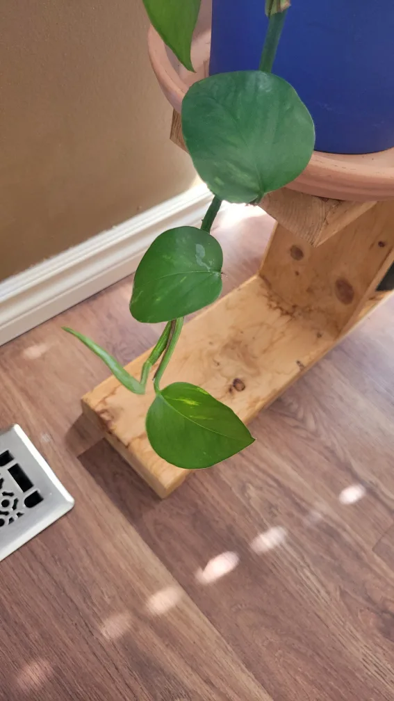 Golden Pothos Cutting💚 image indicator(2)