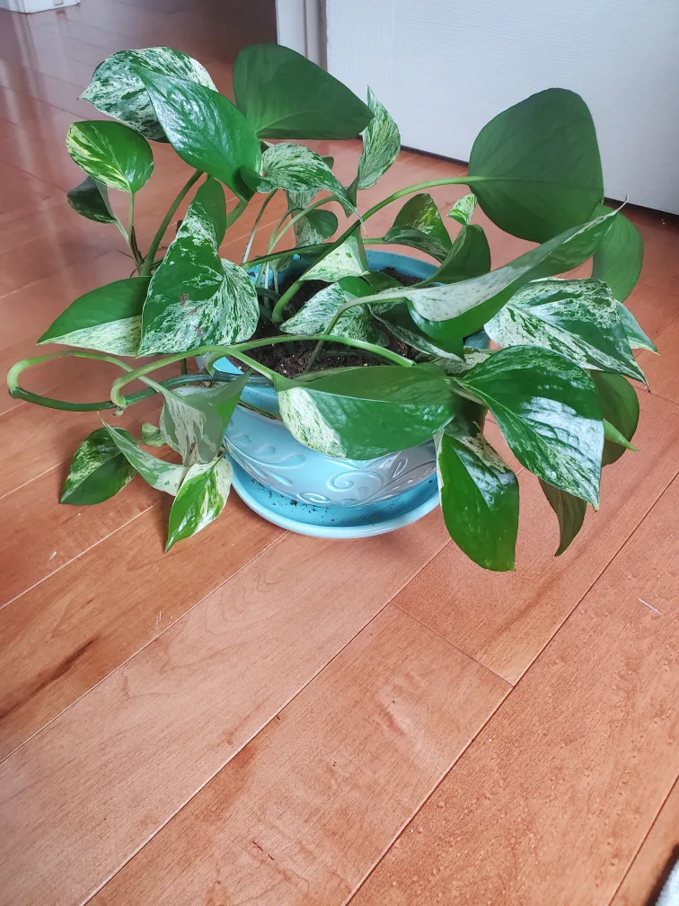 Marble Queen Pothos Plant thumbnail