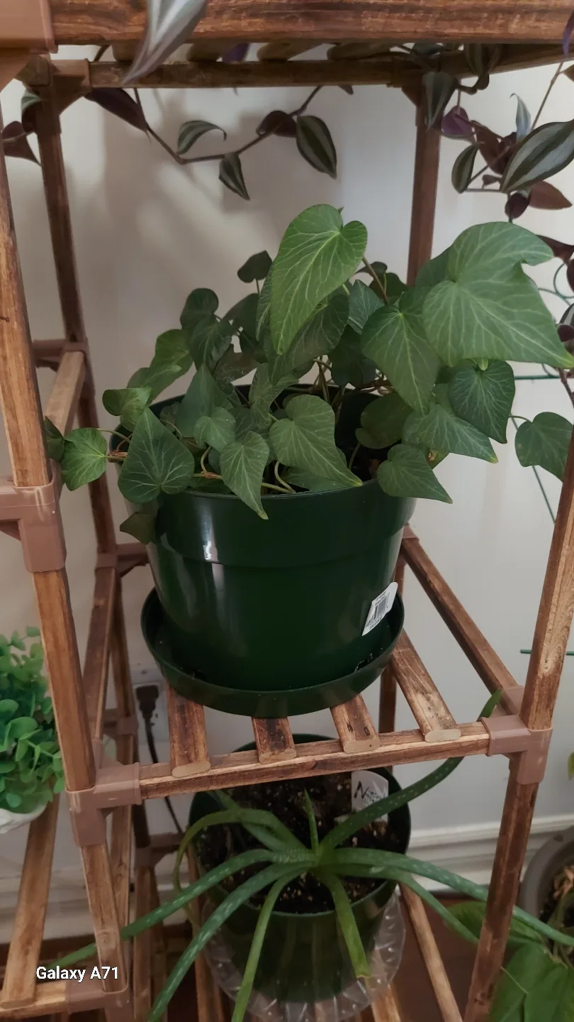 Houseplant New PLANTS. image indicator(3)