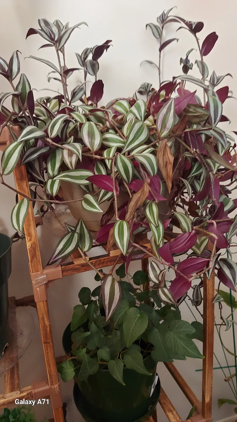 Houseplant New PLANTS. image indicator(4)