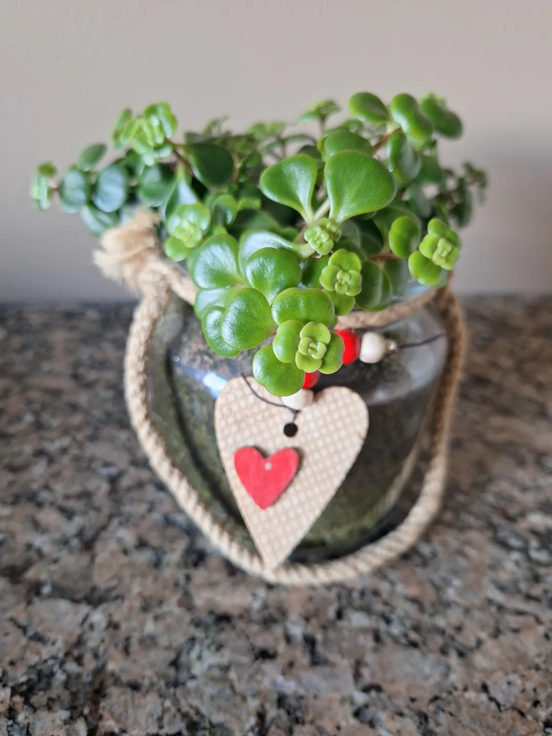 Healthy succulent, low maintenance thumbnail