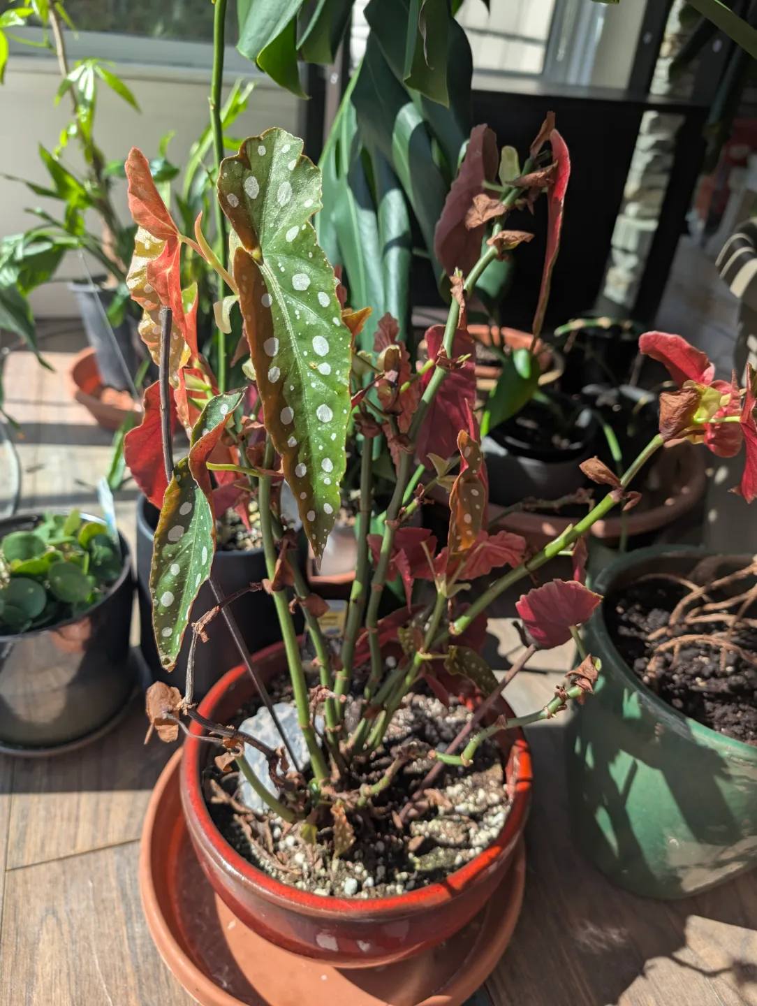 Begonia maculata 'Wightii' - Polka Dot Plant