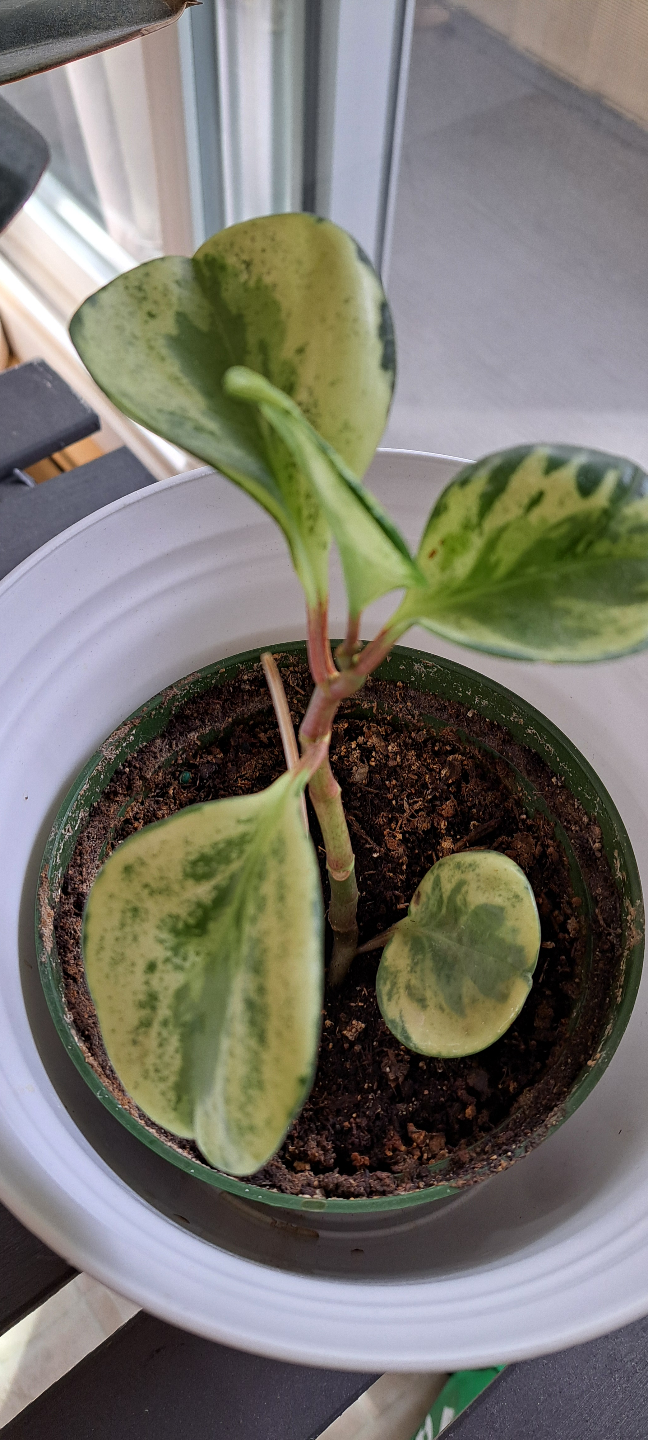 Peperomia obtusifolia 'Variegata' cutting - photo 2