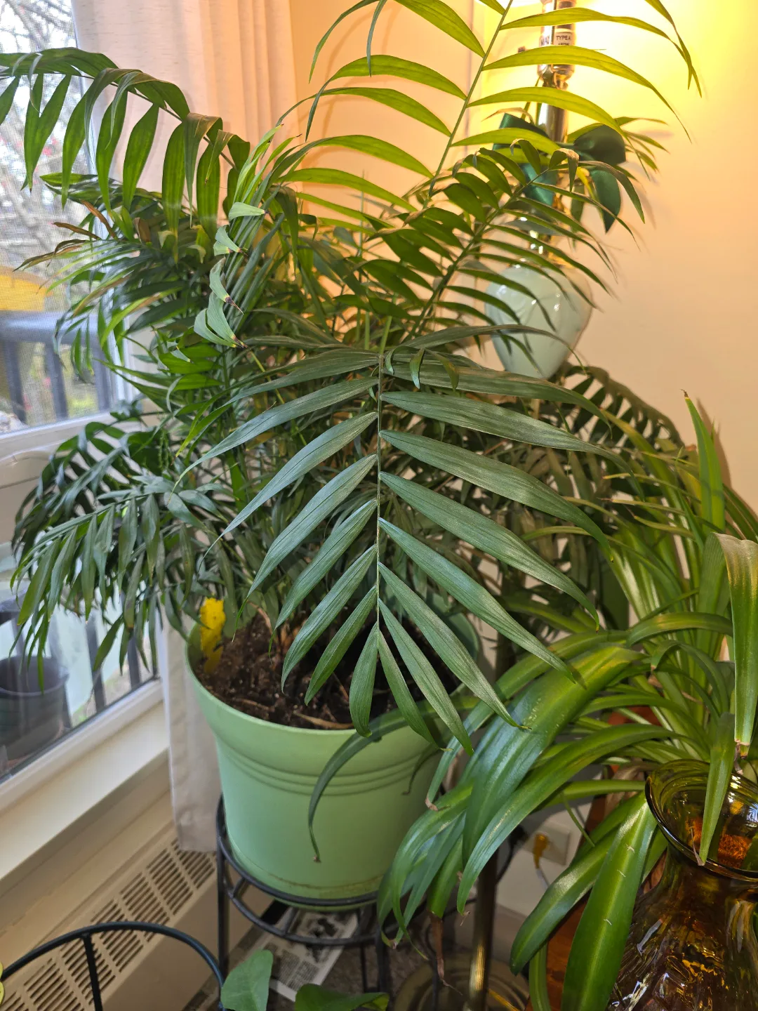 💚Parlour Palm in Green Pot & Stand thumbnail