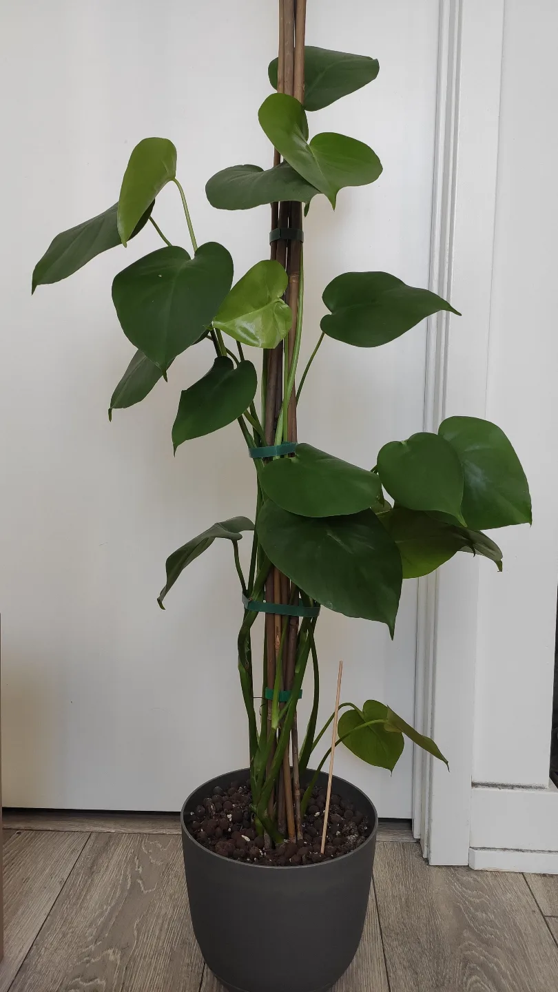 Three Monstera deliciosa plants in one grey pot thumbnail