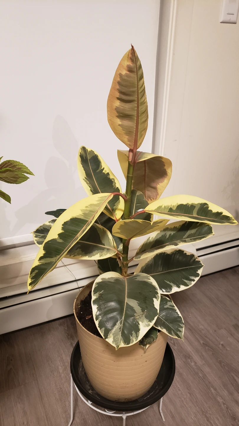 Rubber Plant - Variegated - photo 2