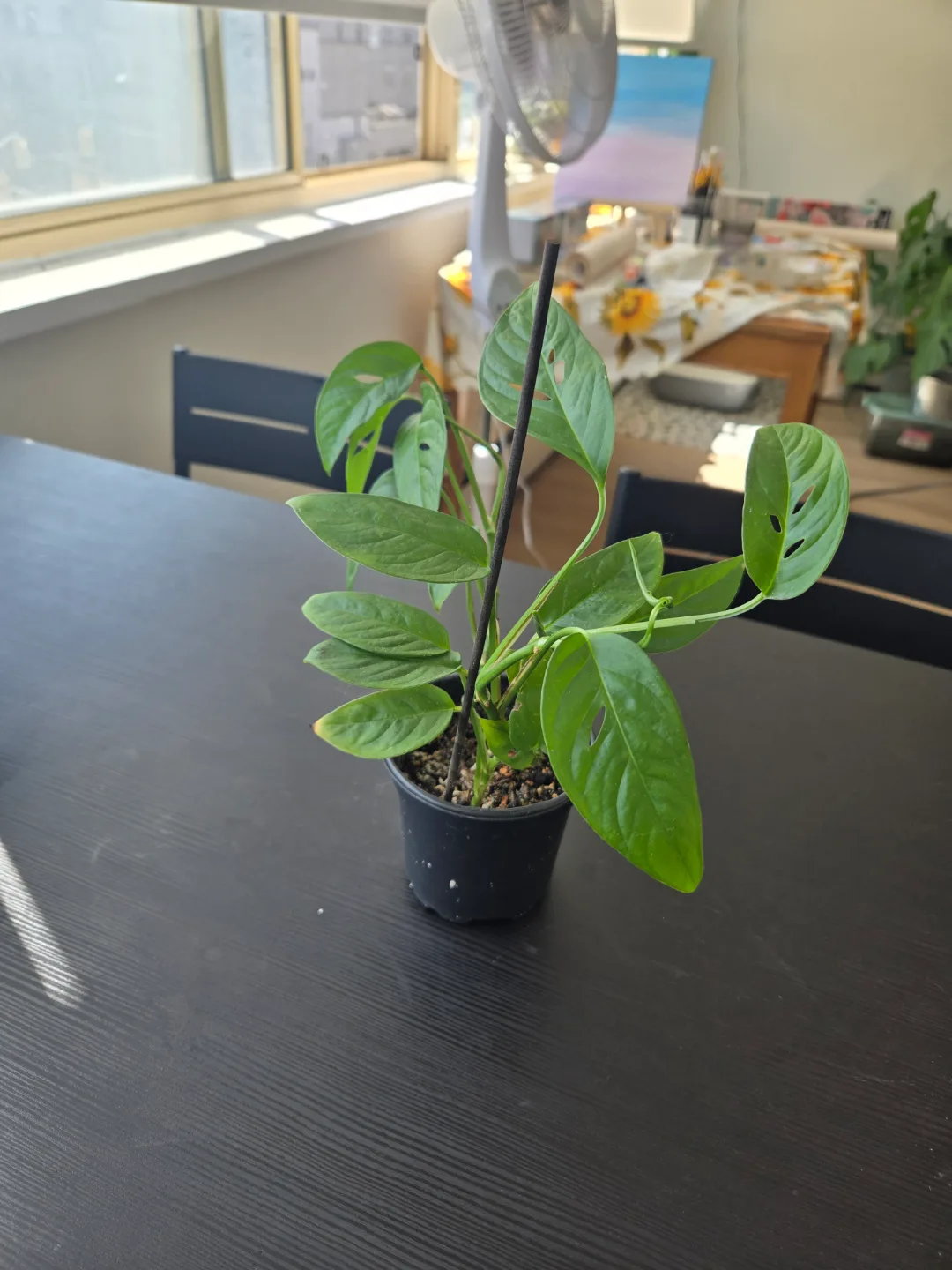 Monstera Andansonii (Swiss Cheese) thumbnail