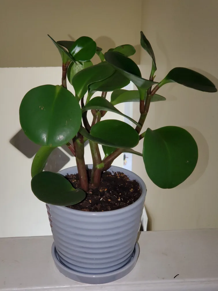 Healthy Pilea Peperomioides Plant thumbnail