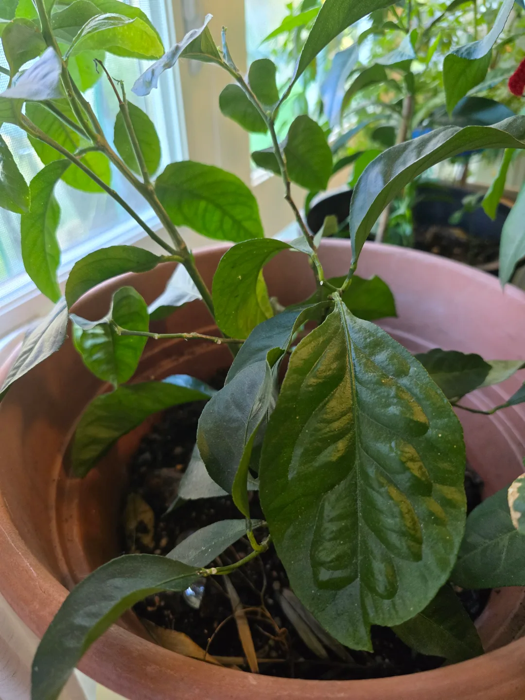 💚Meyer Lemon Tree Sapling thumbnail