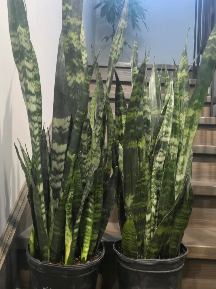 Two Large Sansevieria black coral  Plants image indicator(2)