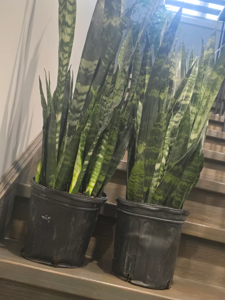 Two Large Sansevieria black coral  Plants image indicator(3)