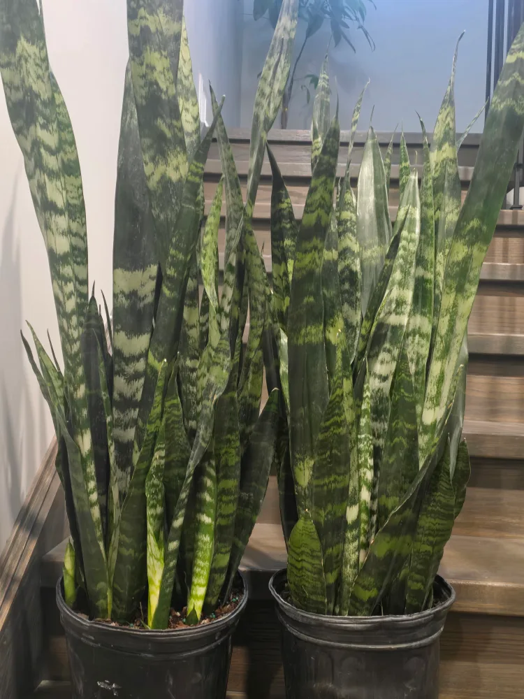 Two Large Sansevieria black coral  Plants image indicator(4)