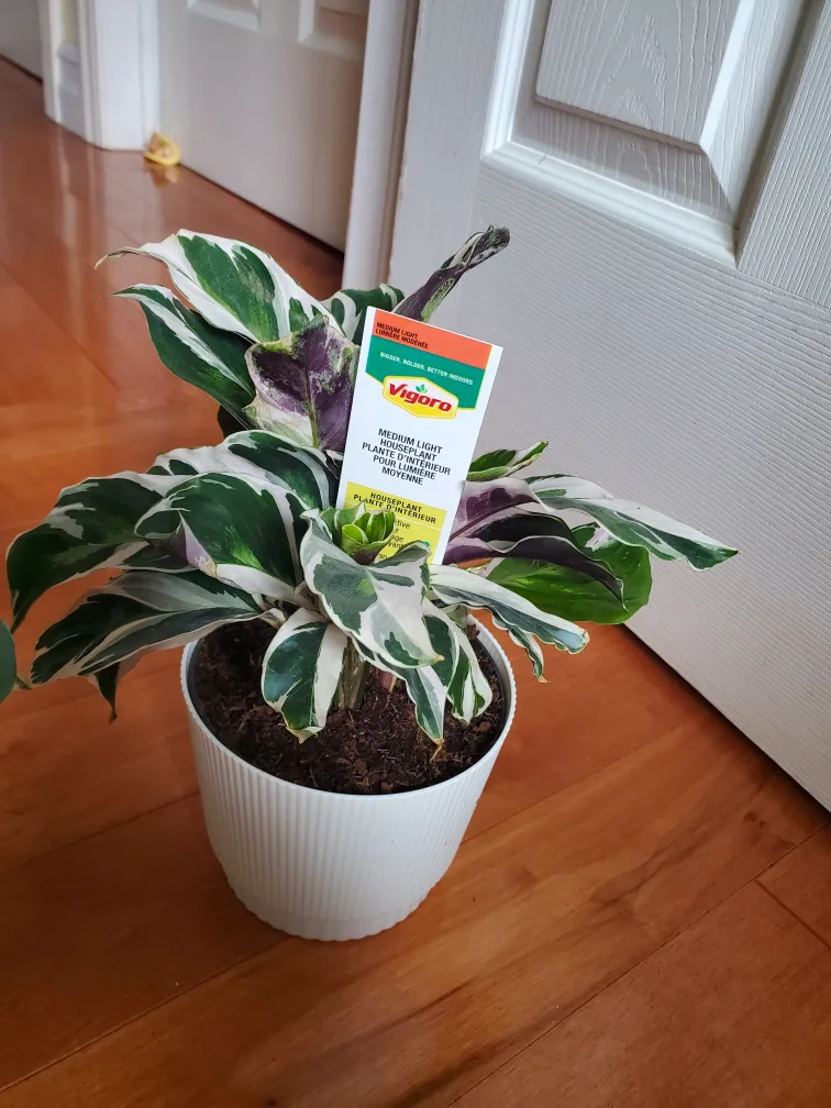 Calathea Ornata Plant thumbnail
