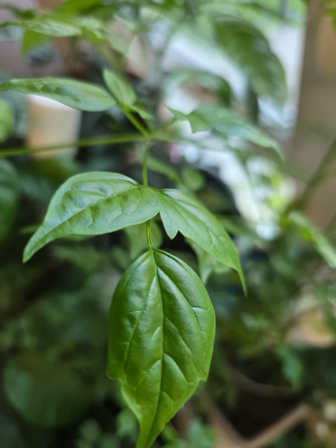 💚Healthy potted Jasmine plant (China Doll) thumbnail