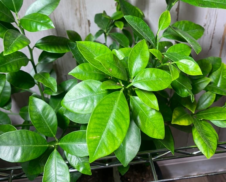 Lemon Tree - Potted Citrus Plant - photo 2