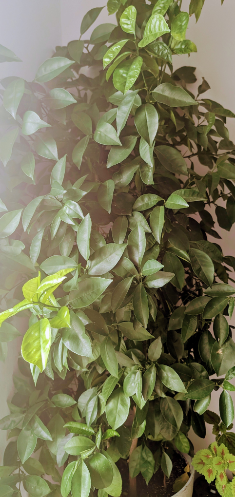 Lemon Tree - Potted Citrus Plant - photo 3