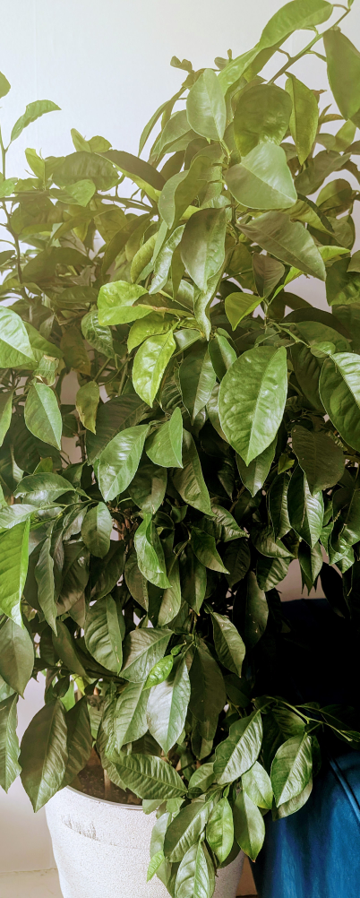 Lemon Tree - Potted Citrus Plant - photo 5