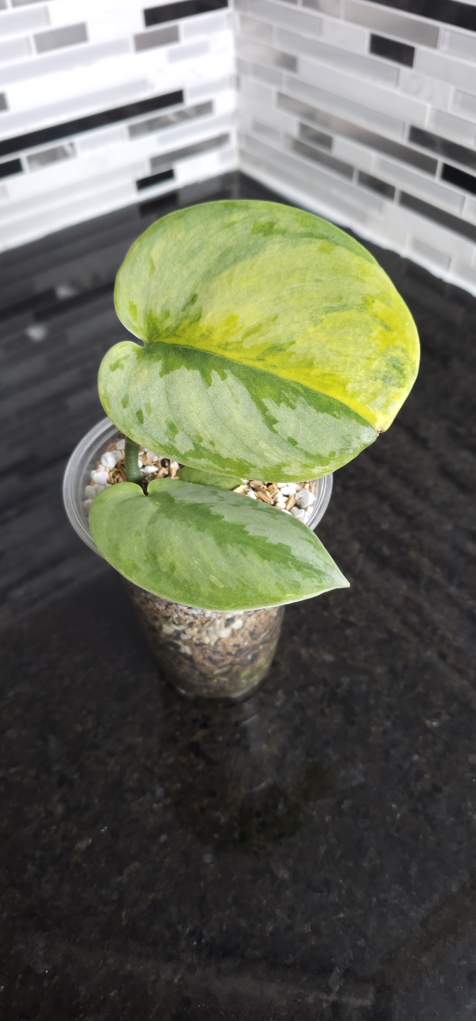 Scindapsus pictus Silver Knight 'Garawa'