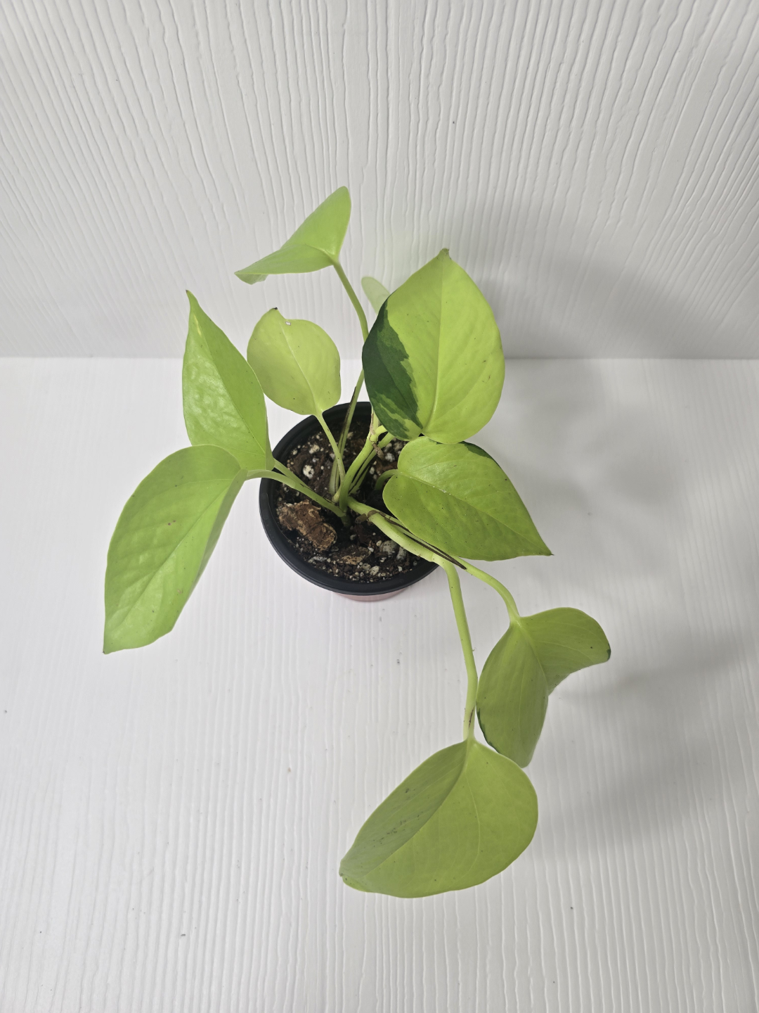 Lemon Lime Philodendron - photo 2