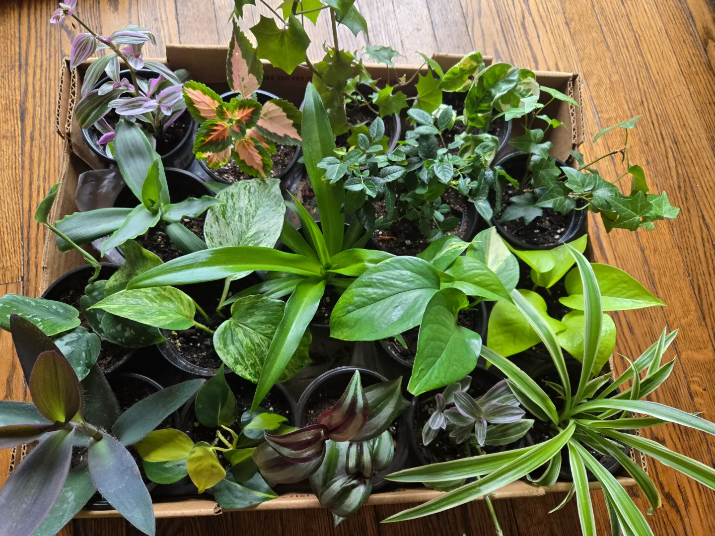 Assortment of small potted plants image indicator(2)