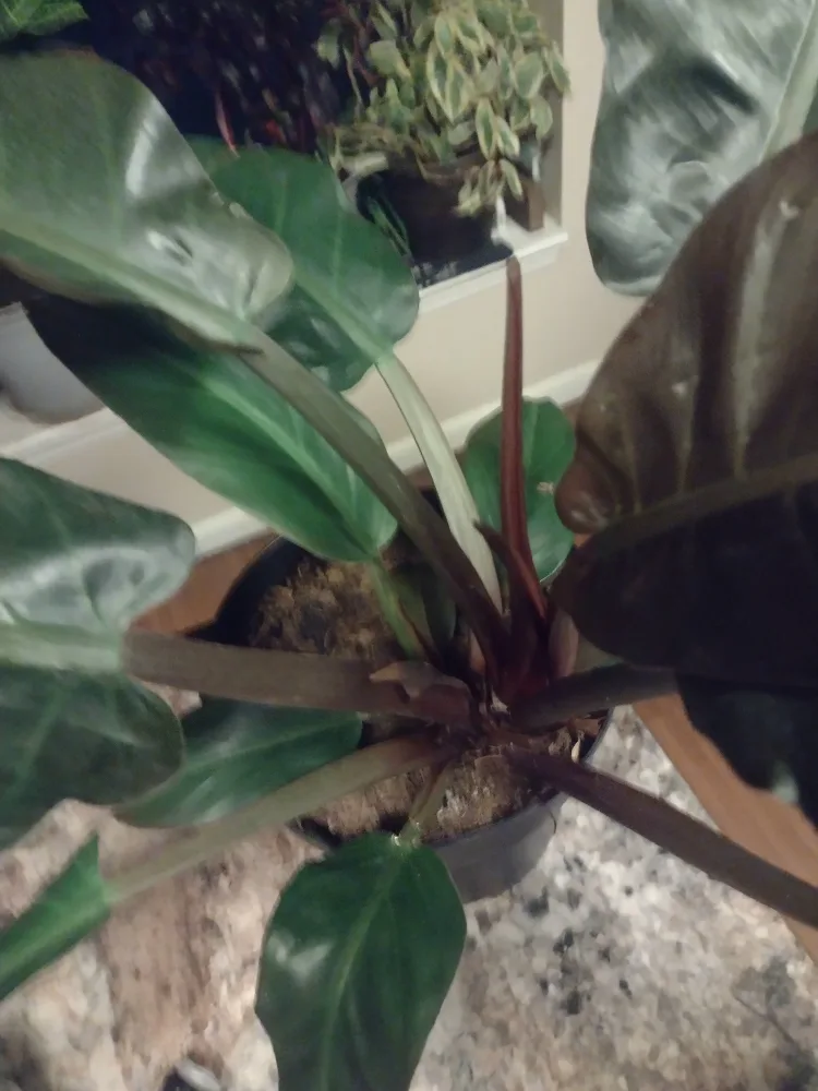 Philodendron Melanochrysum image indicator(3)