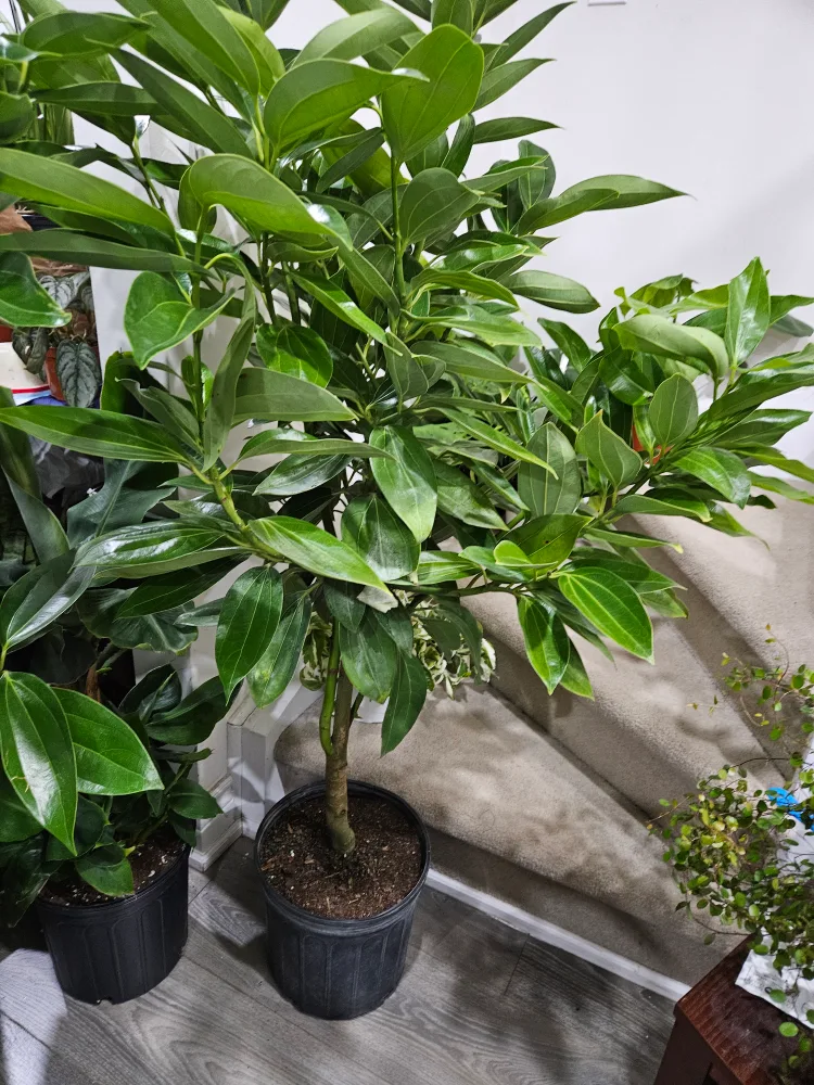 Large Cinnamomum standard  🌳 💚 image indicator(3)