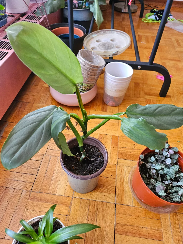 $2 EACH HOUSEPLANT BABIES (container included) image indicator(5)